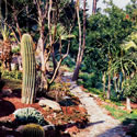 Cactus Garden